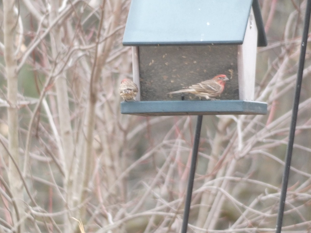 House/Purple Finch - David Utz