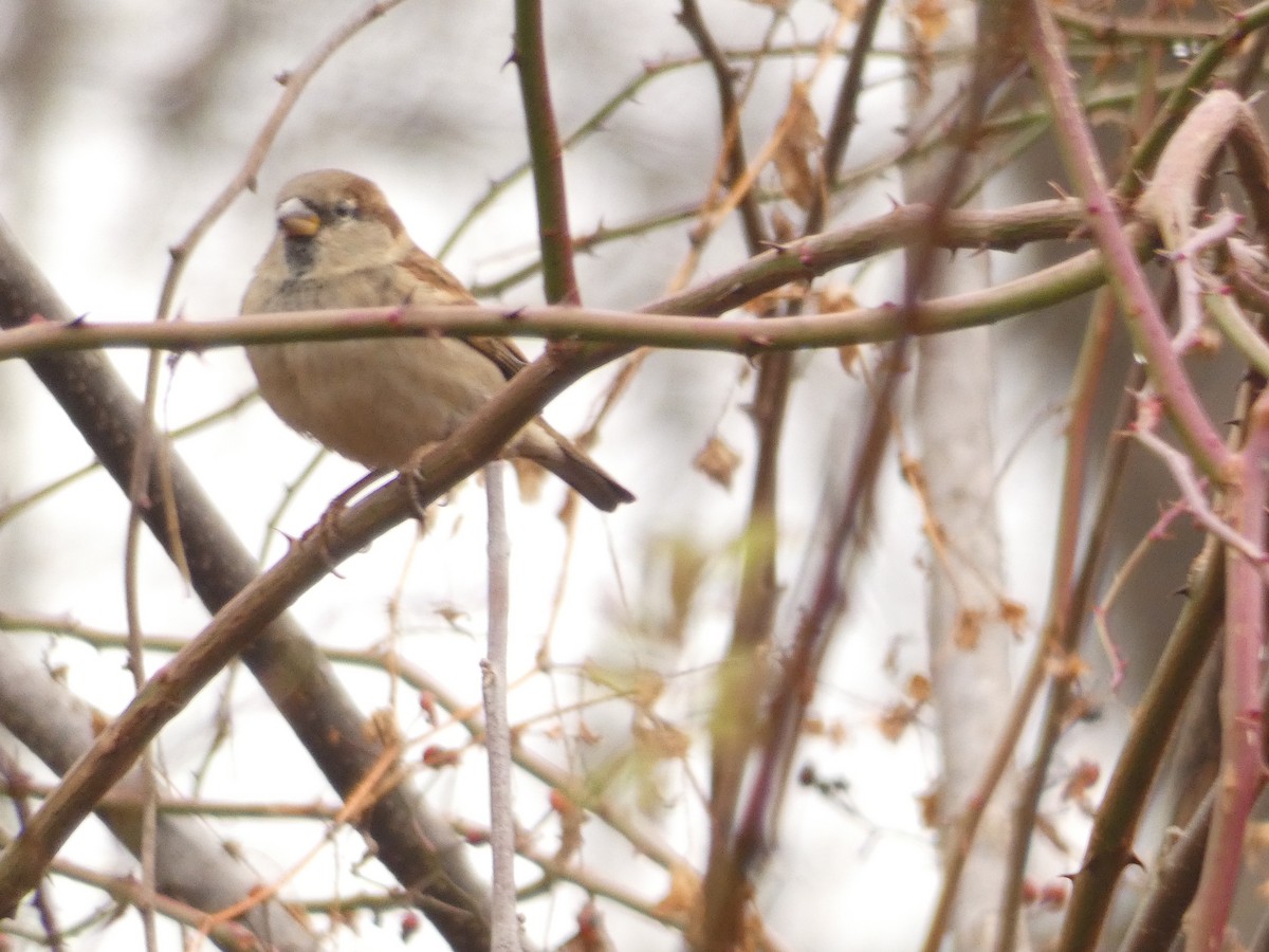 House Sparrow - David Utz