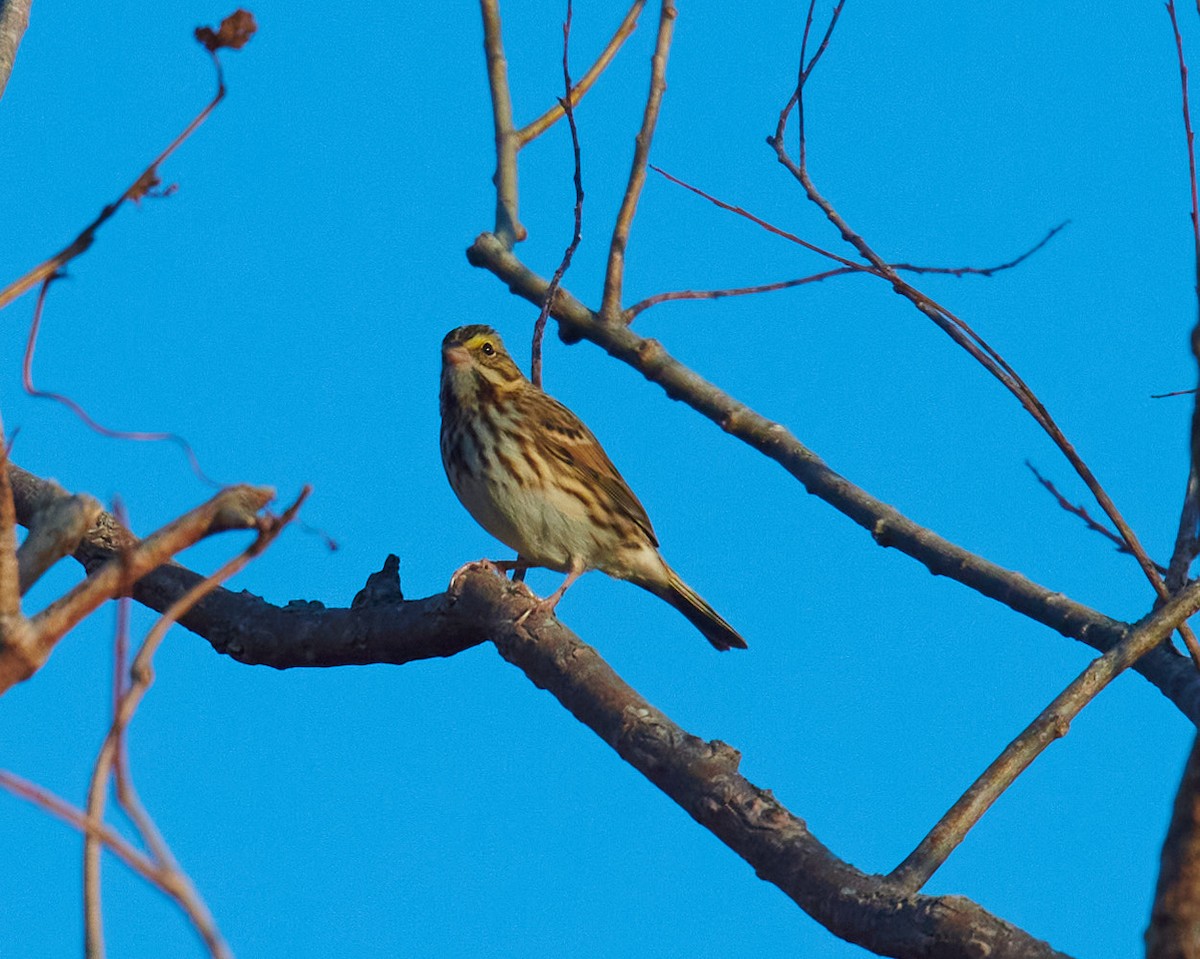Savannah Sparrow - ML399777801