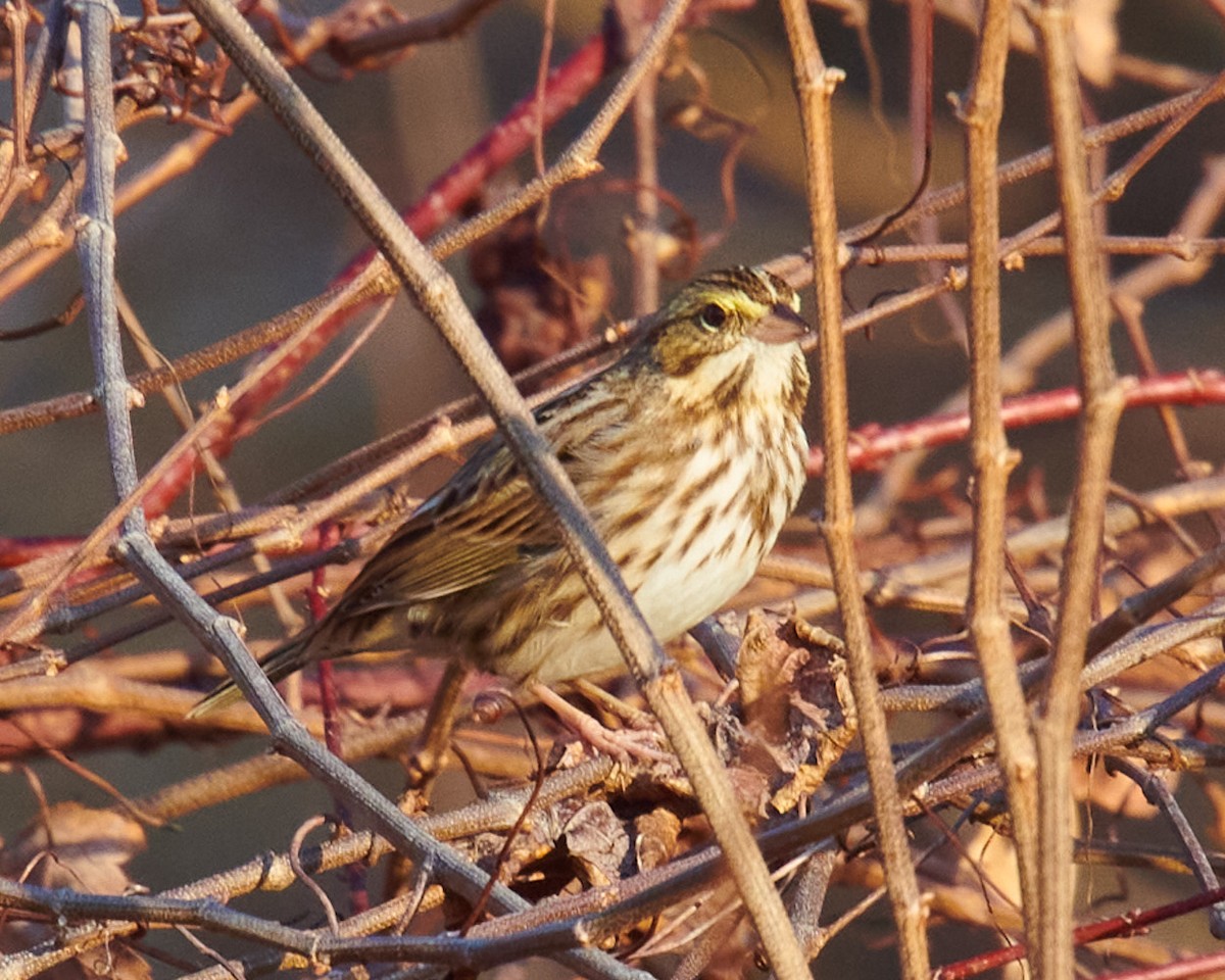 Savannah Sparrow - ML399777811