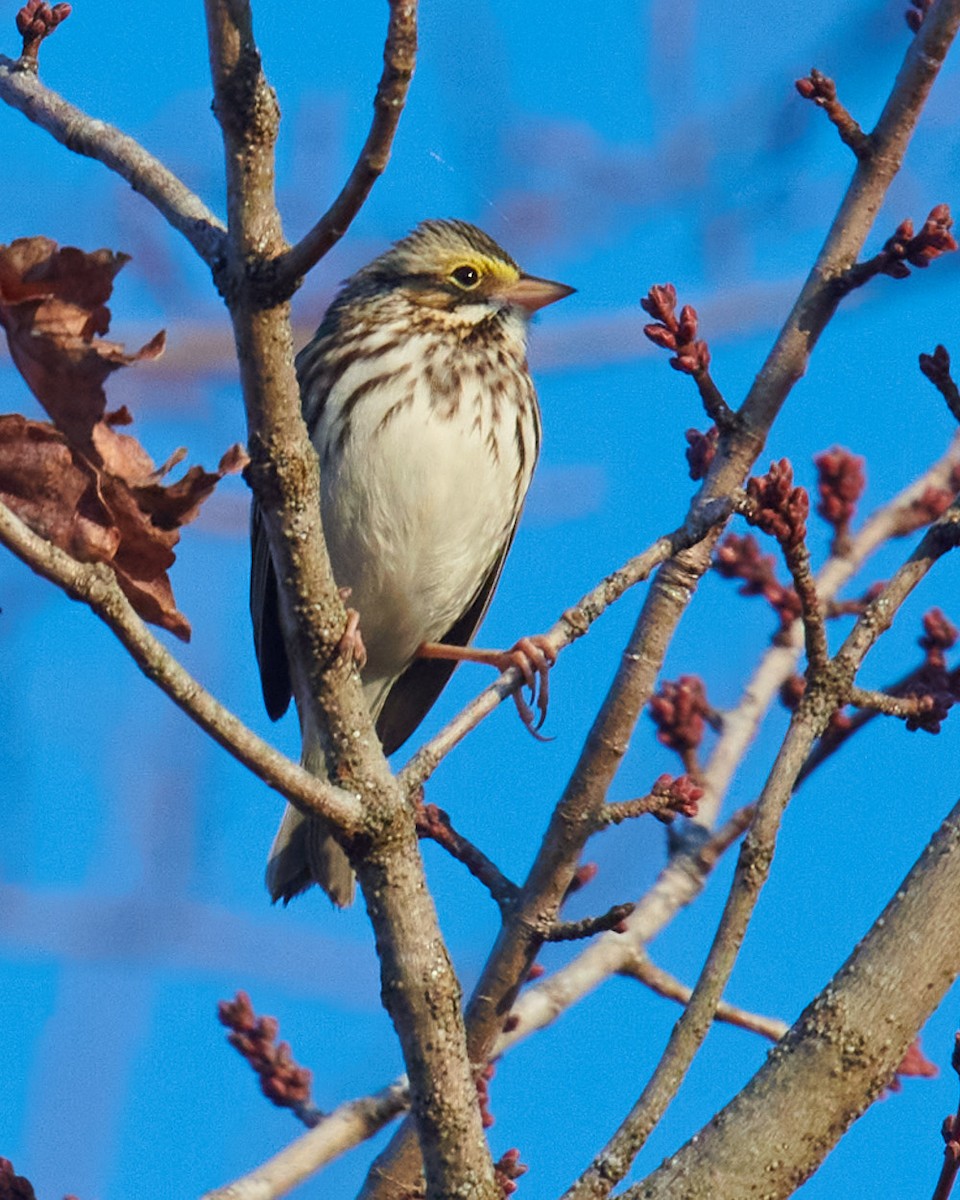 Savannah Sparrow - ML399777821