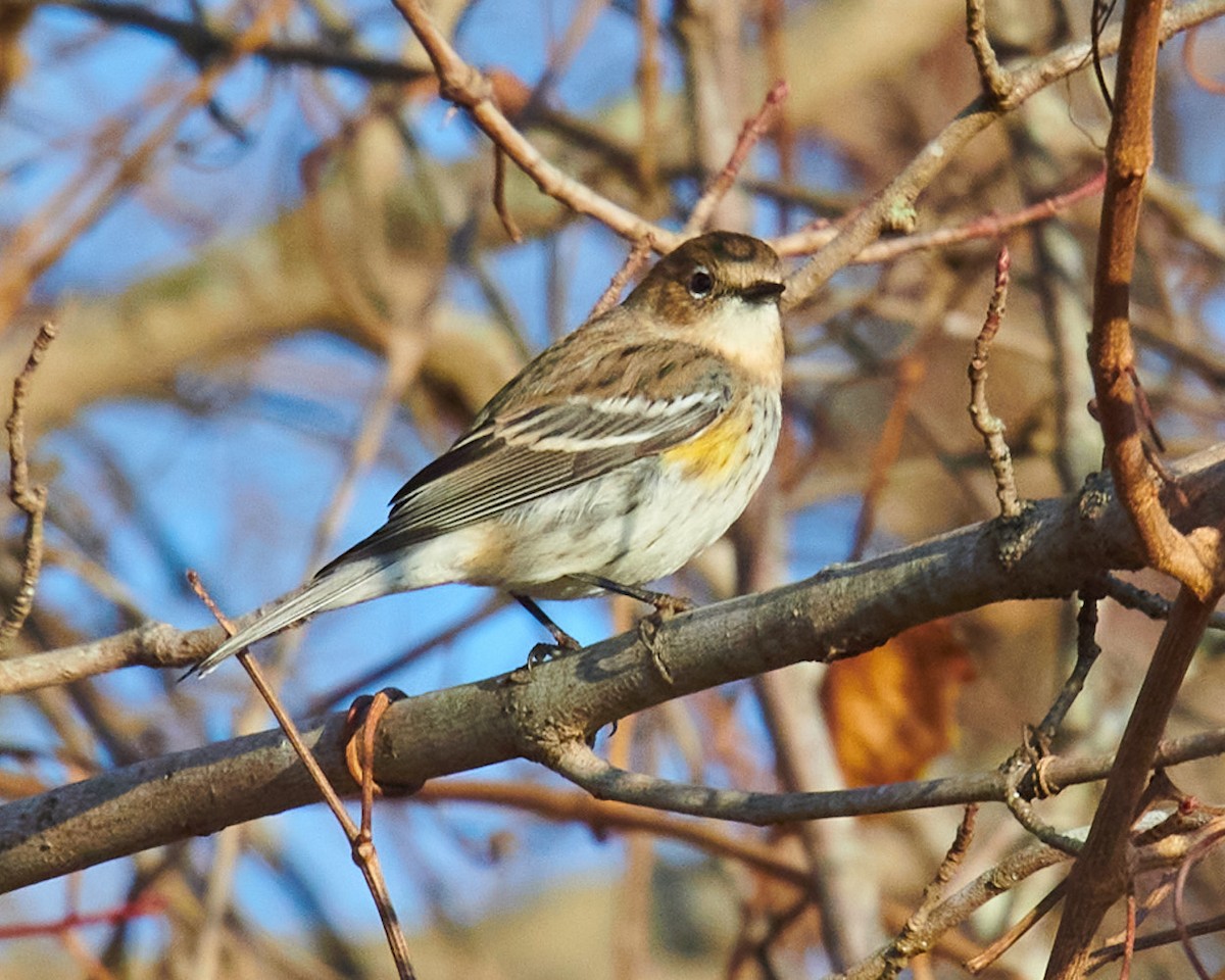 Yellow-rumped Warbler - ML399777891