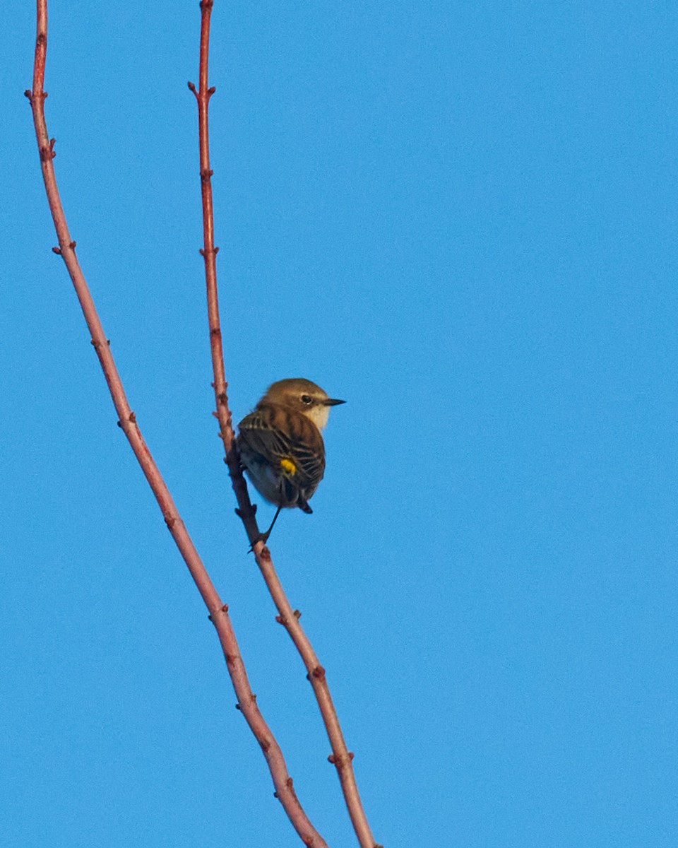 Yellow-rumped Warbler - ML399777971