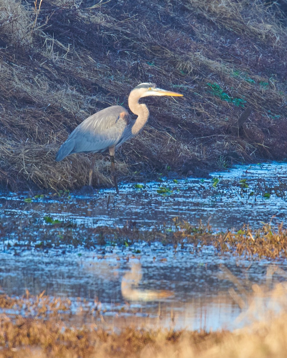 Great Blue Heron - ML399778321