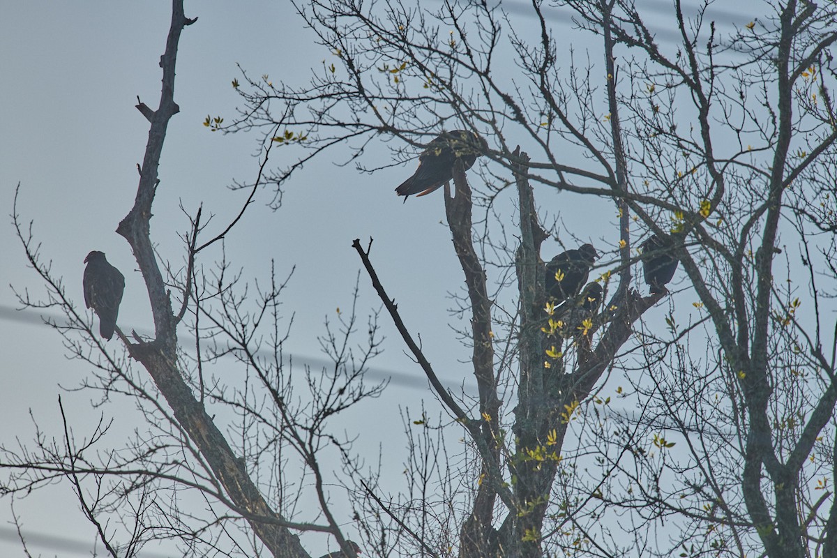 Turkey Vulture - ML399778401