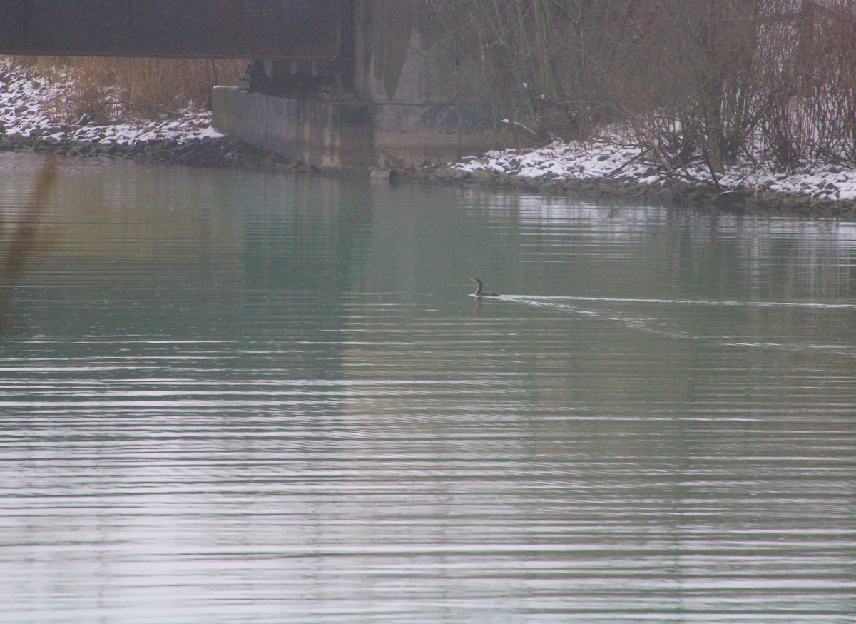 Double-crested Cormorant - ML399779611