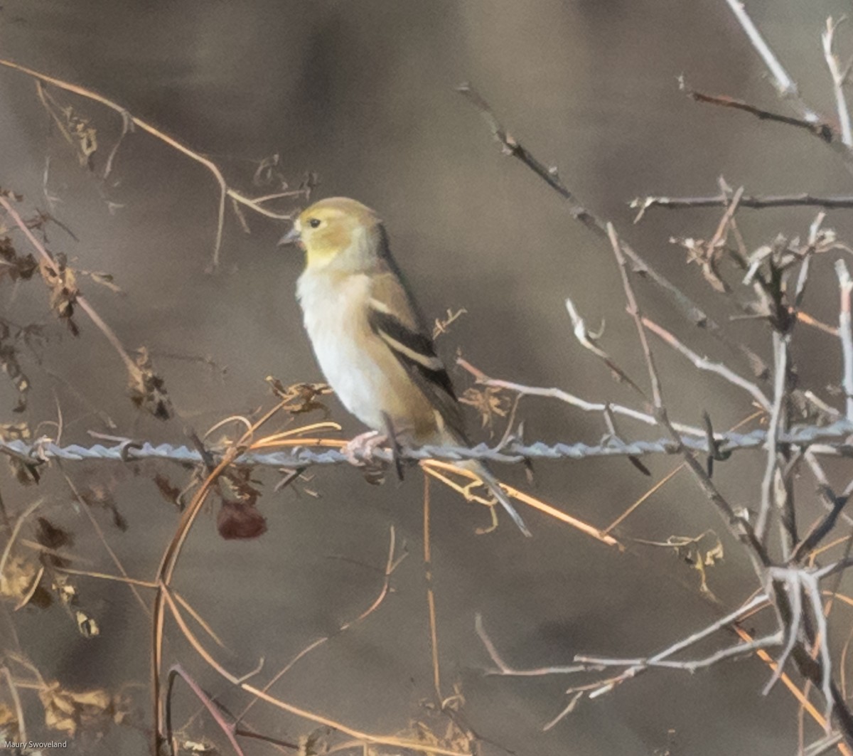 American Goldfinch - ML399779641