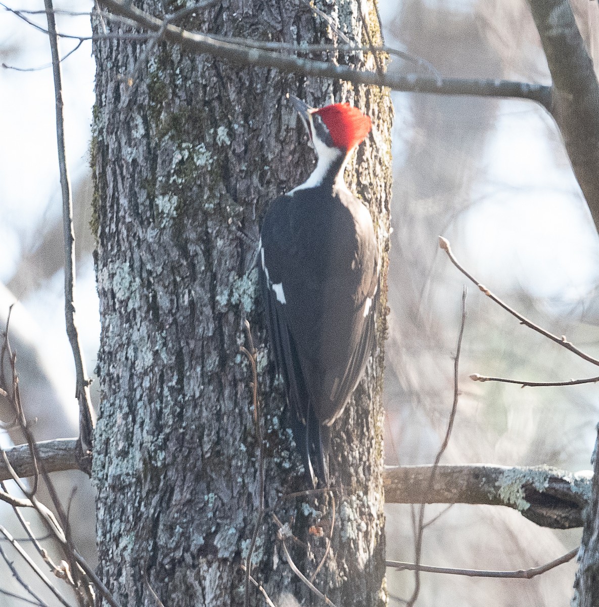 Pileated Woodpecker - ML399780771