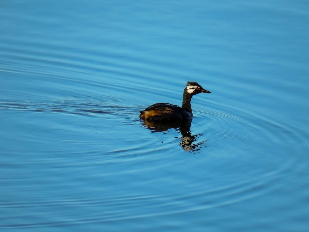 White-tufted Grebe - ML399782751