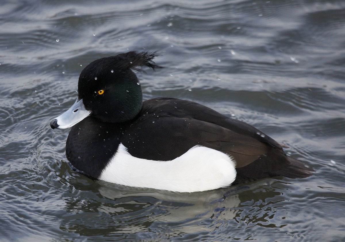 Tufted Duck - Charles Fitzpatrick