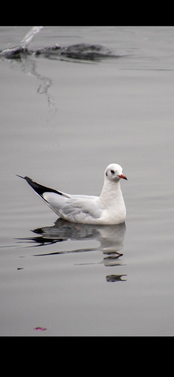Mouette rieuse - ML399785561
