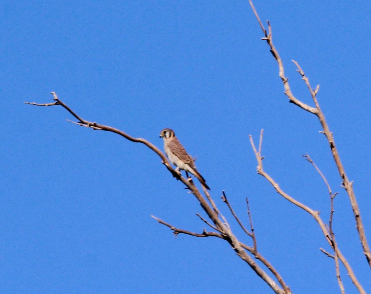 American Kestrel - ML39978561