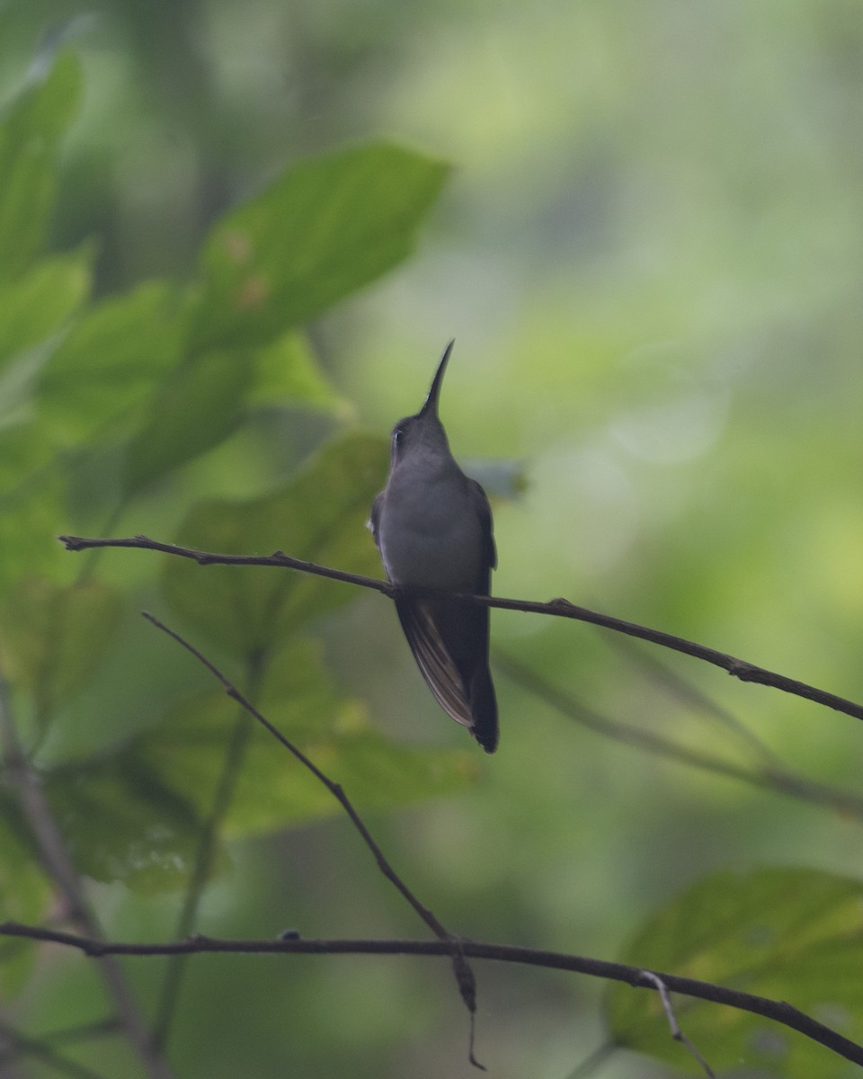 Colibrí Tuxtleño - ML399788311