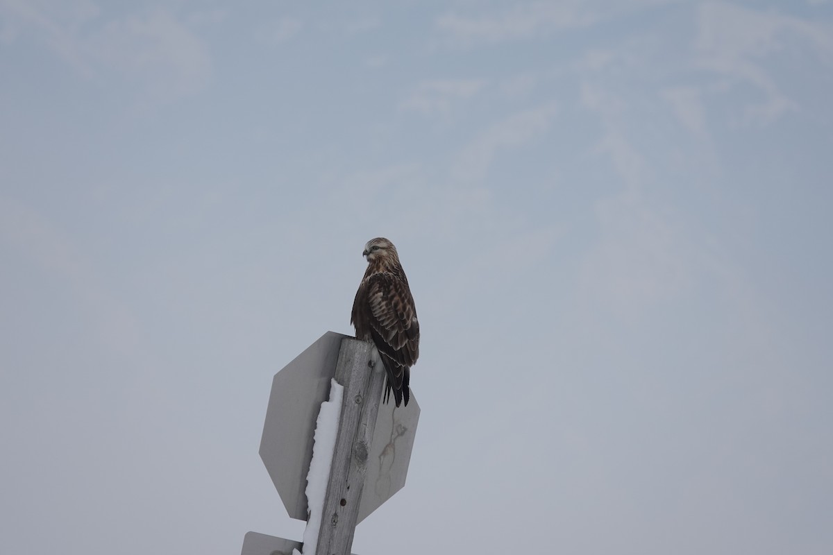 Rough-legged Hawk - ML399788871