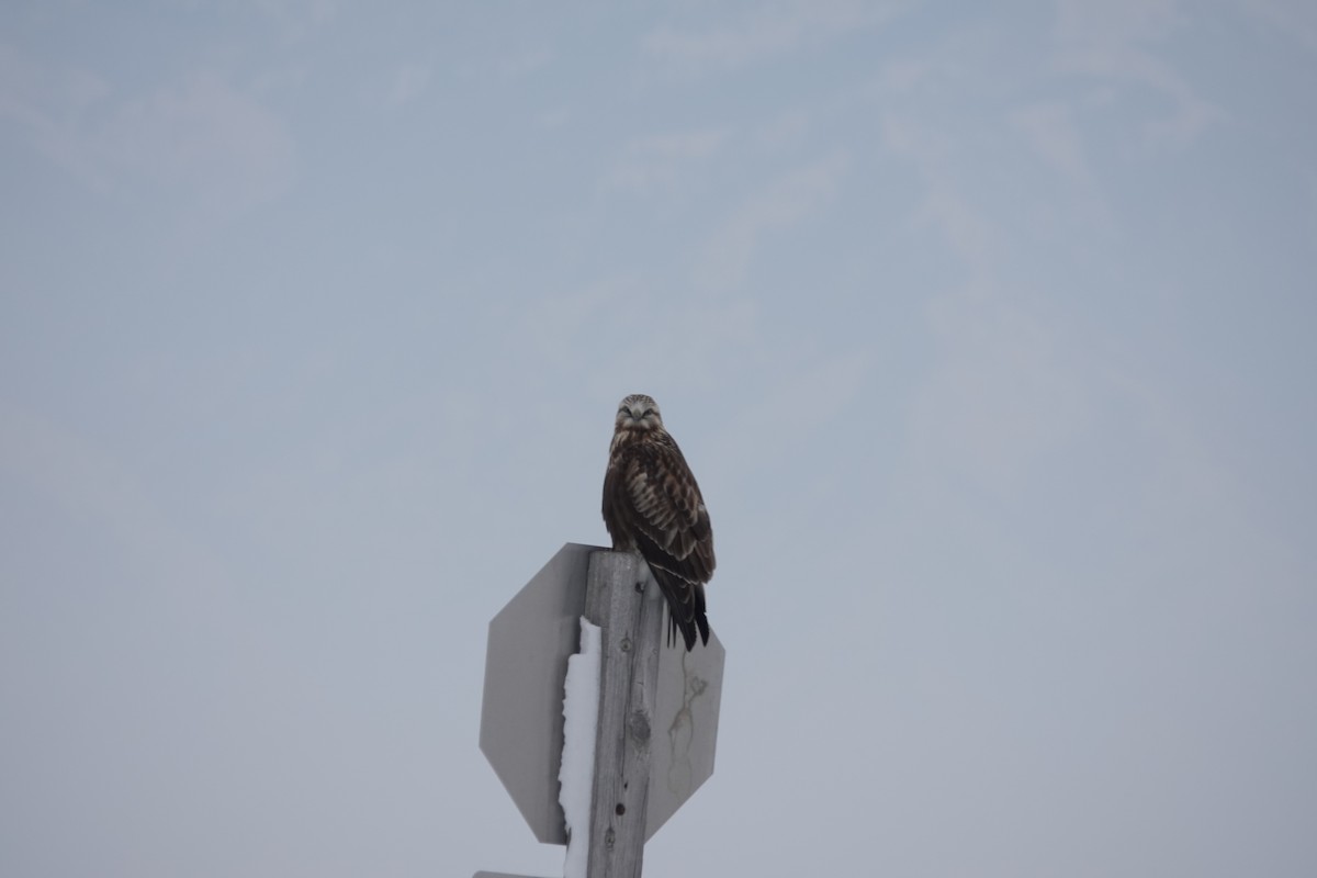 Rough-legged Hawk - ML399789081