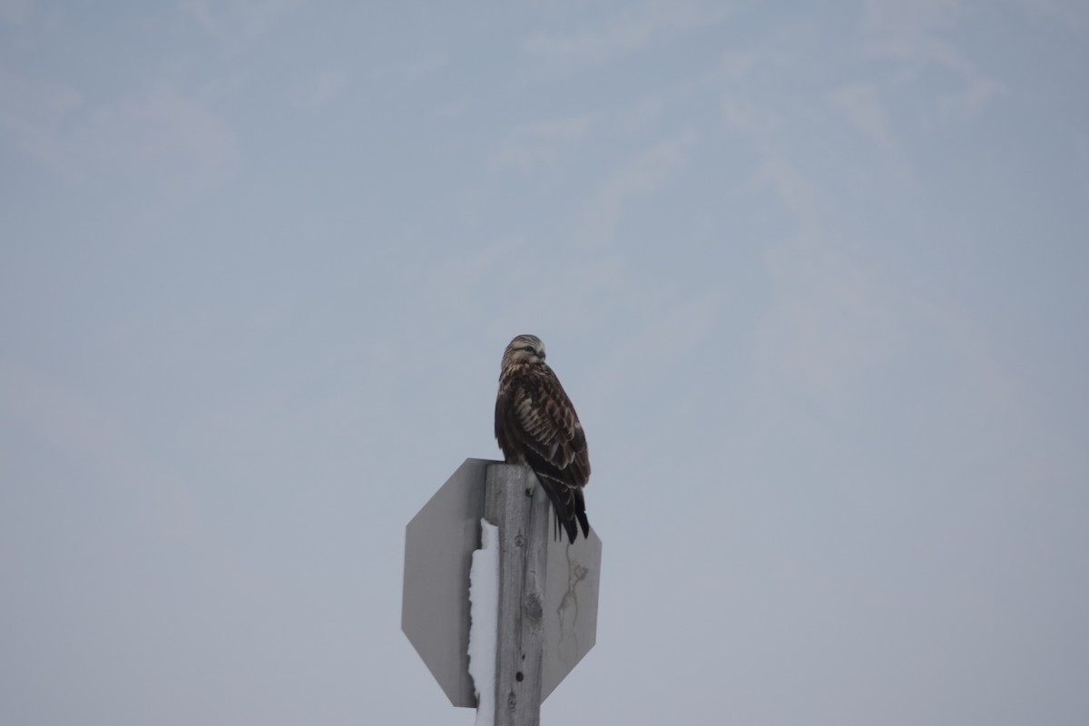 Rough-legged Hawk - ML399789091