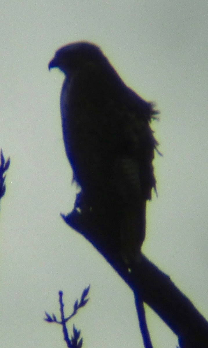 Red-tailed Hawk - frank lyne