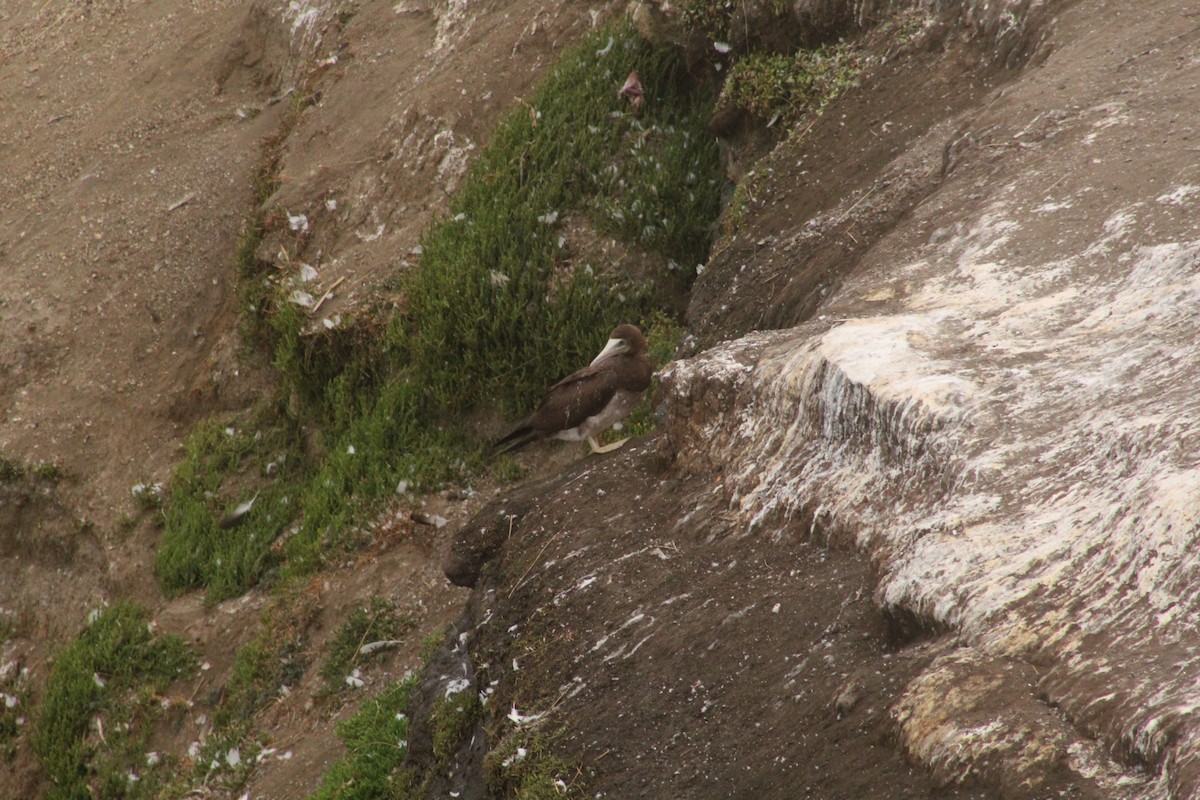 Brown Booby - ML399791121