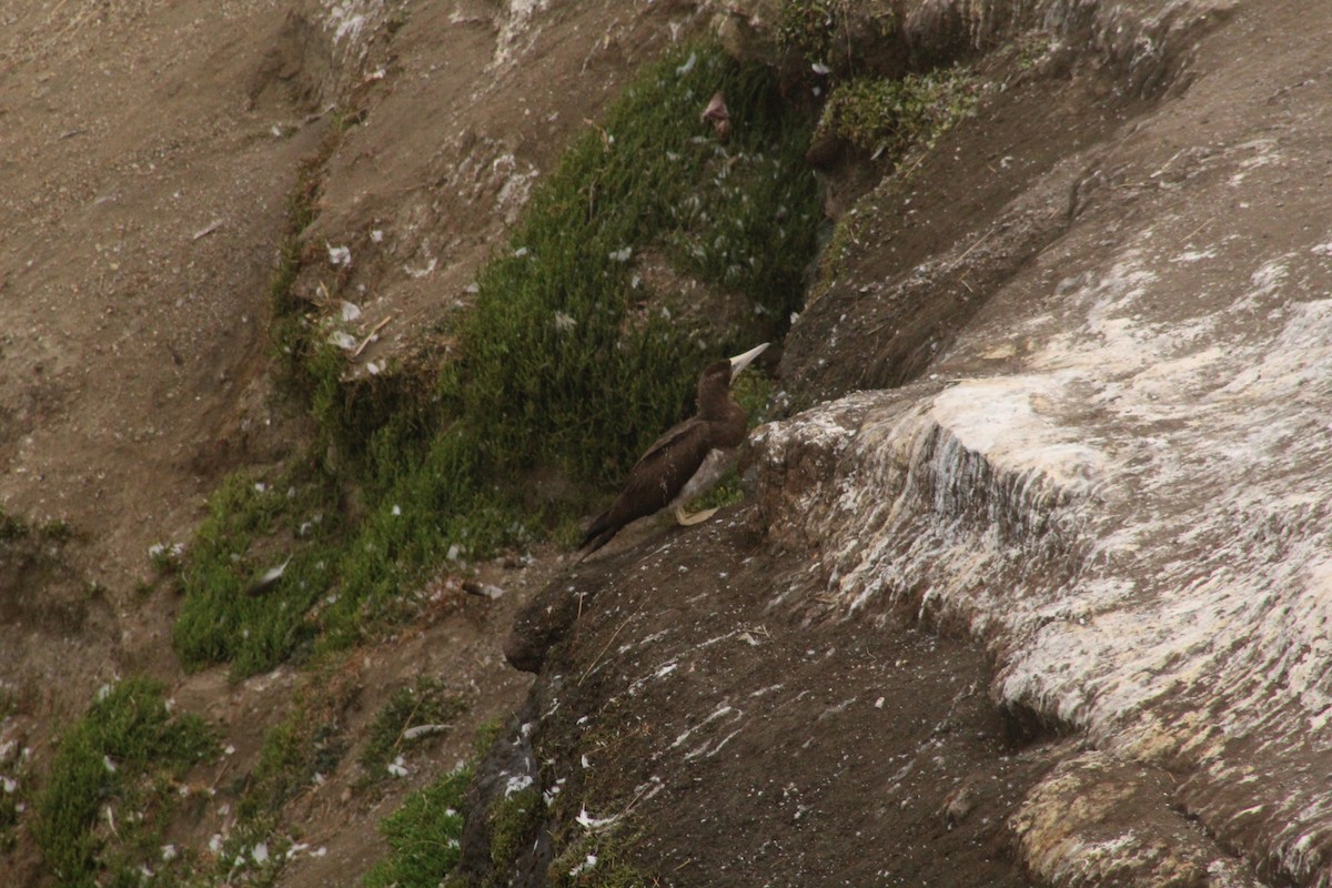 Brown Booby - Liam Ballard