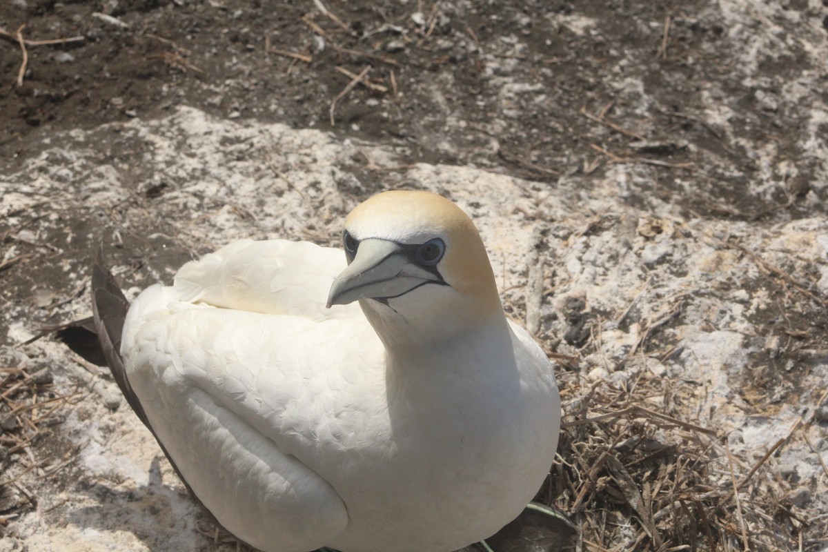 Australasian Gannet - ML399791211