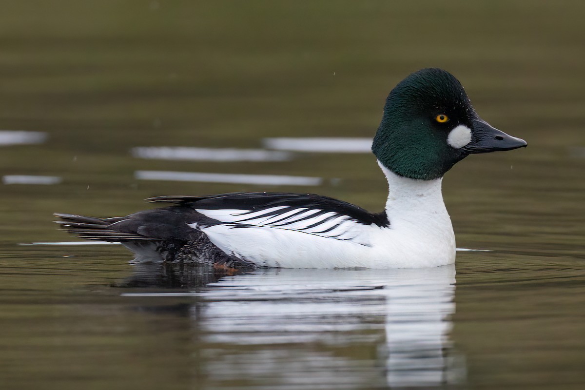 Common Goldeneye - ML399791891