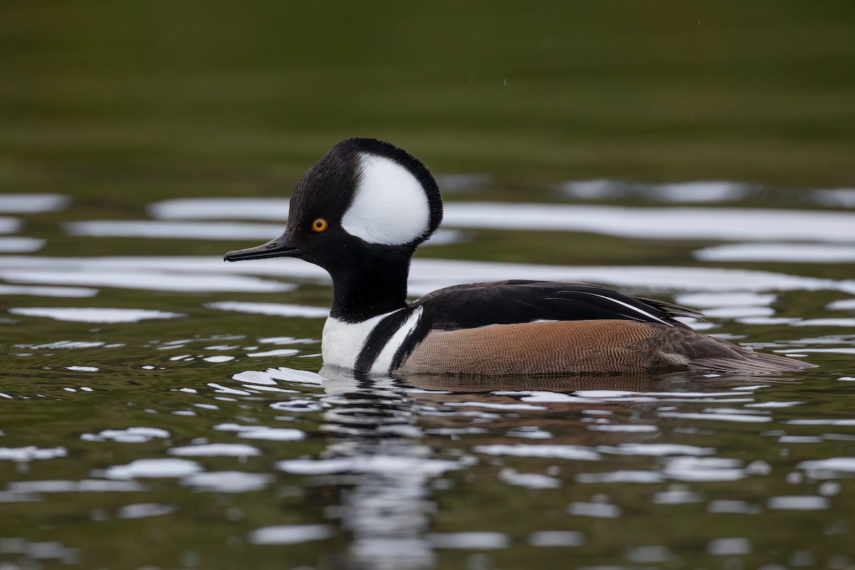 Hooded Merganser - ML399791941