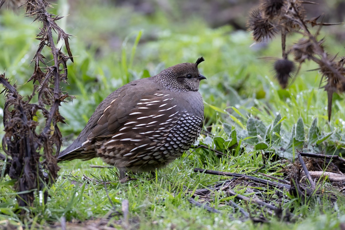 California Quail - ML399792011