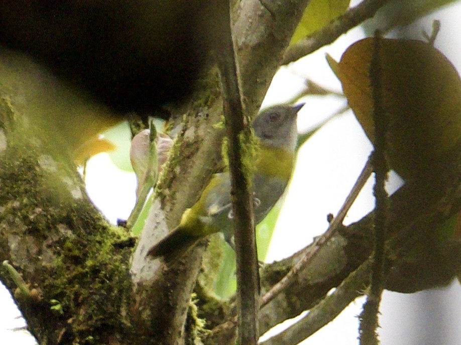 gråstrupetanagarspurv (canigularis gr.) - ML399792451