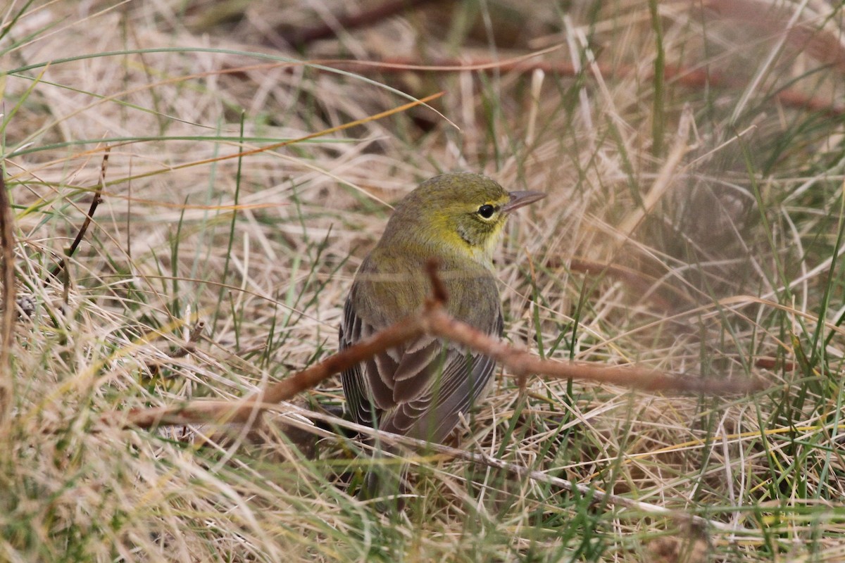 Pine Warbler - Garth V. Riley