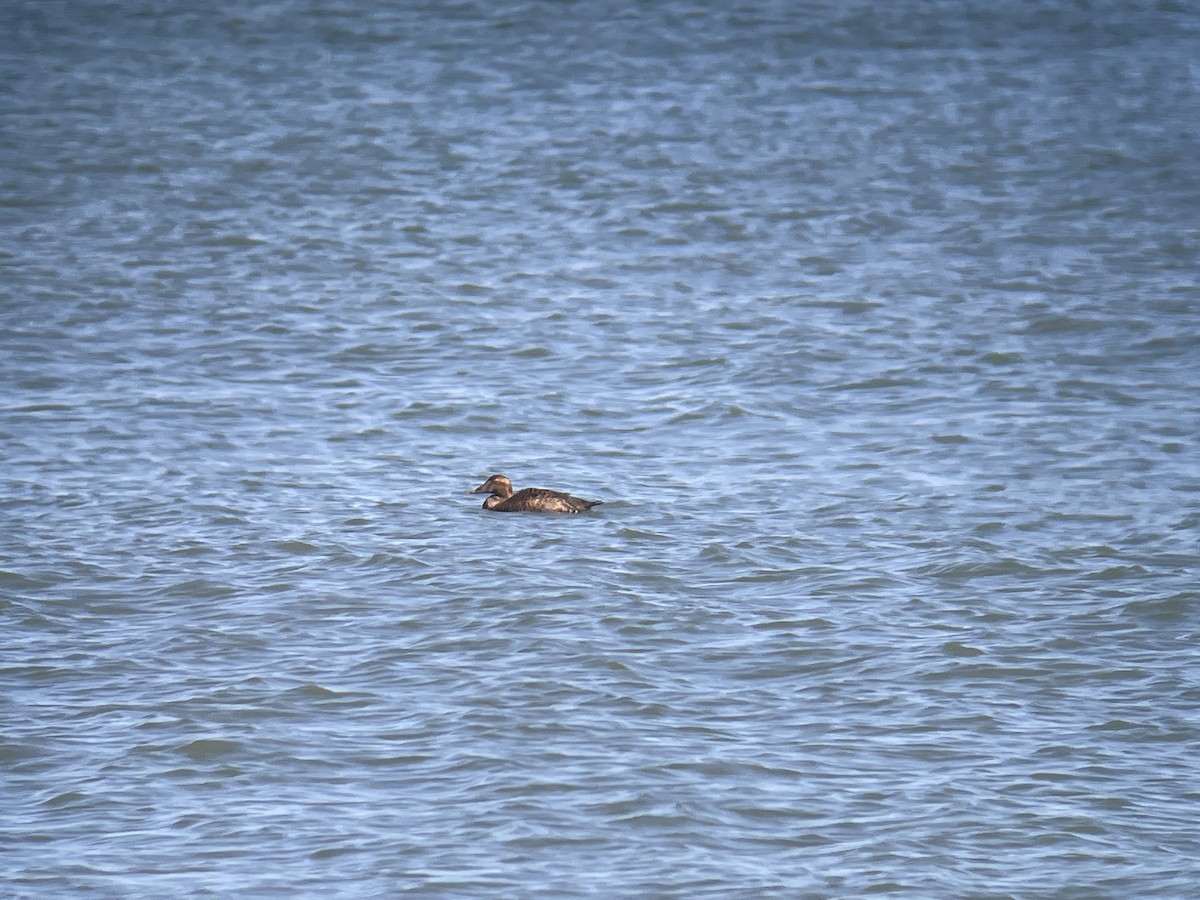 Common Eider - ML399793571