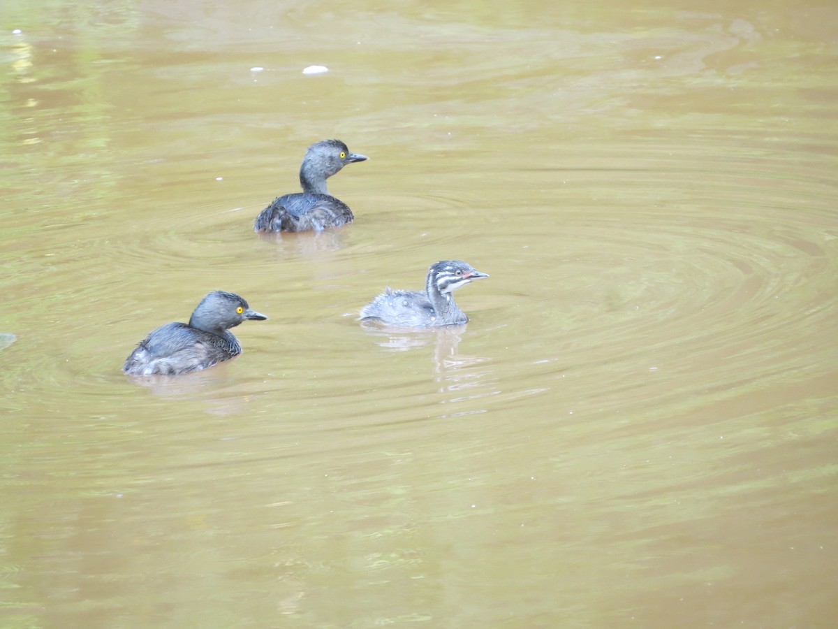 Least Grebe - Nora Jimenez