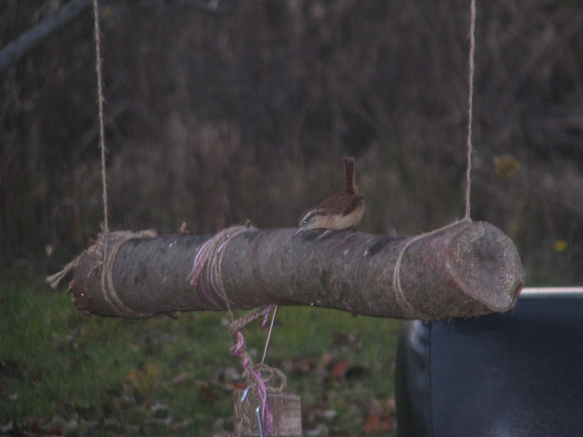 Carolina Wren - ML39979491