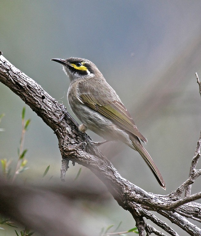 Yellow-faced Honeyeater - ML399798691