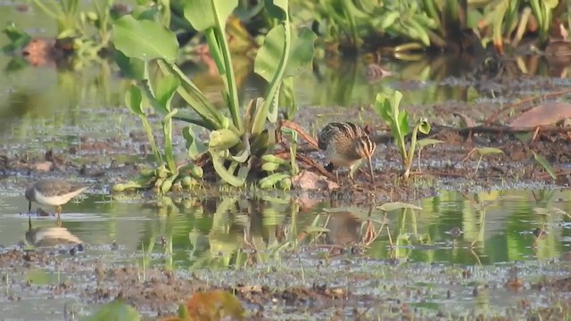 Common Snipe - ML399799031