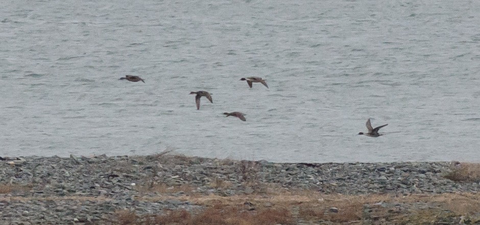 Northern Pintail - ML399803041