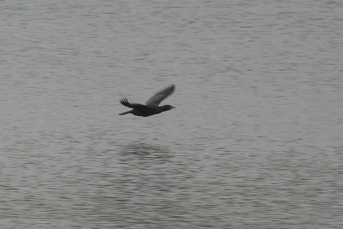 Pygmy Cormorant - ML399803751