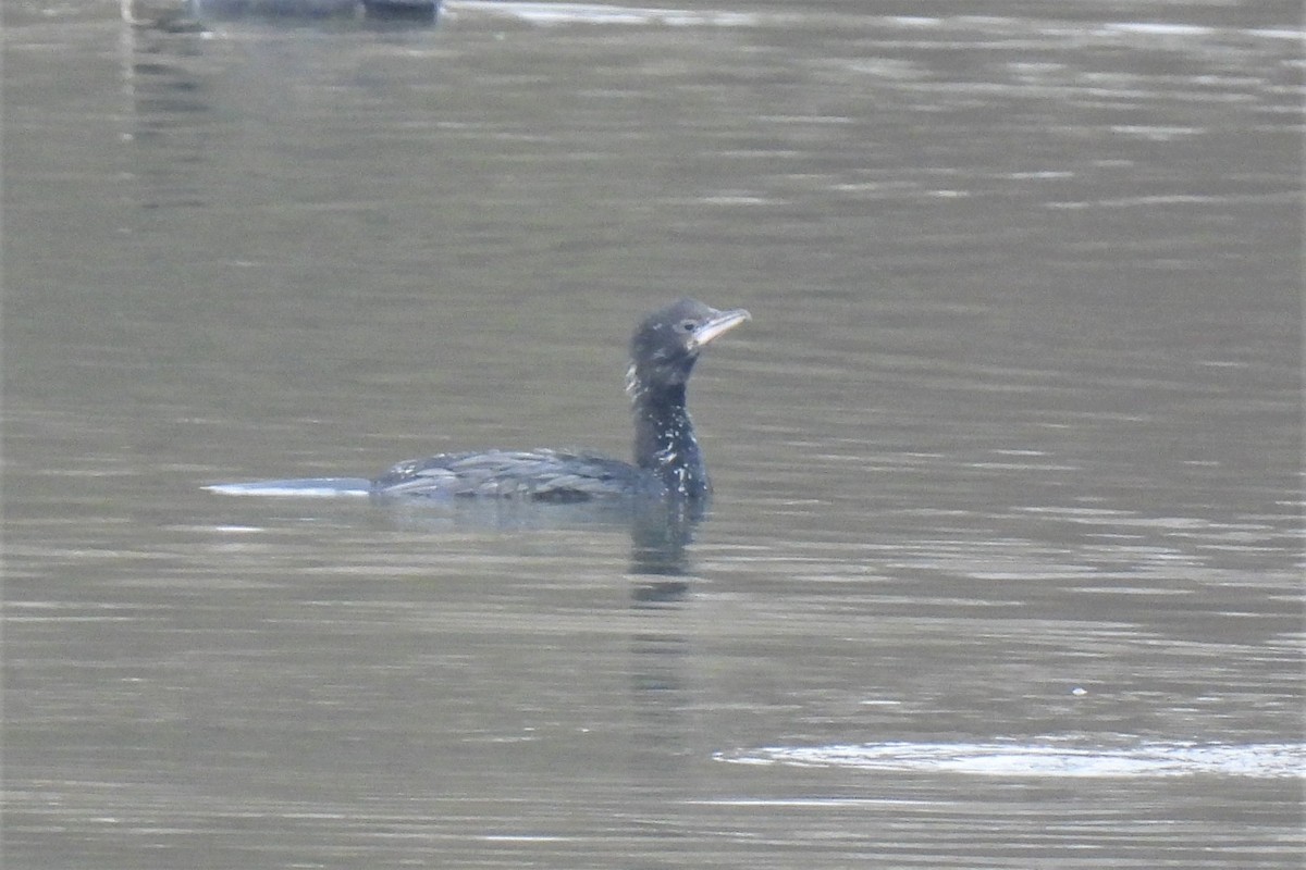 Pygmy Cormorant - ML399803771