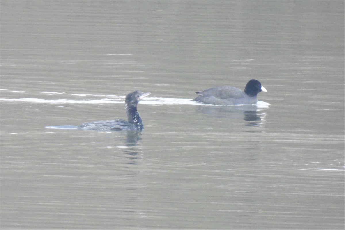 Pygmy Cormorant - ML399803781