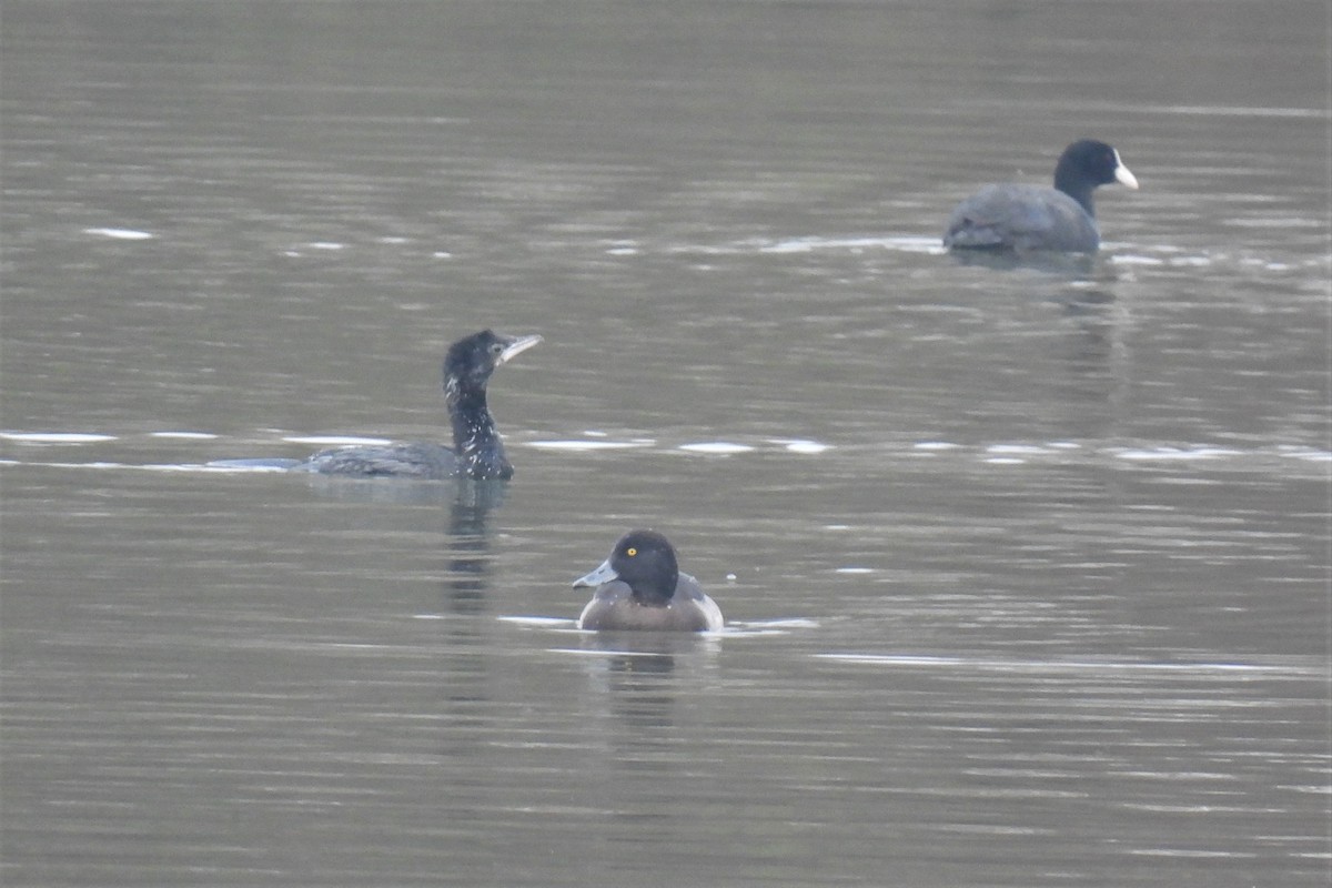 Pygmy Cormorant - ML399803801