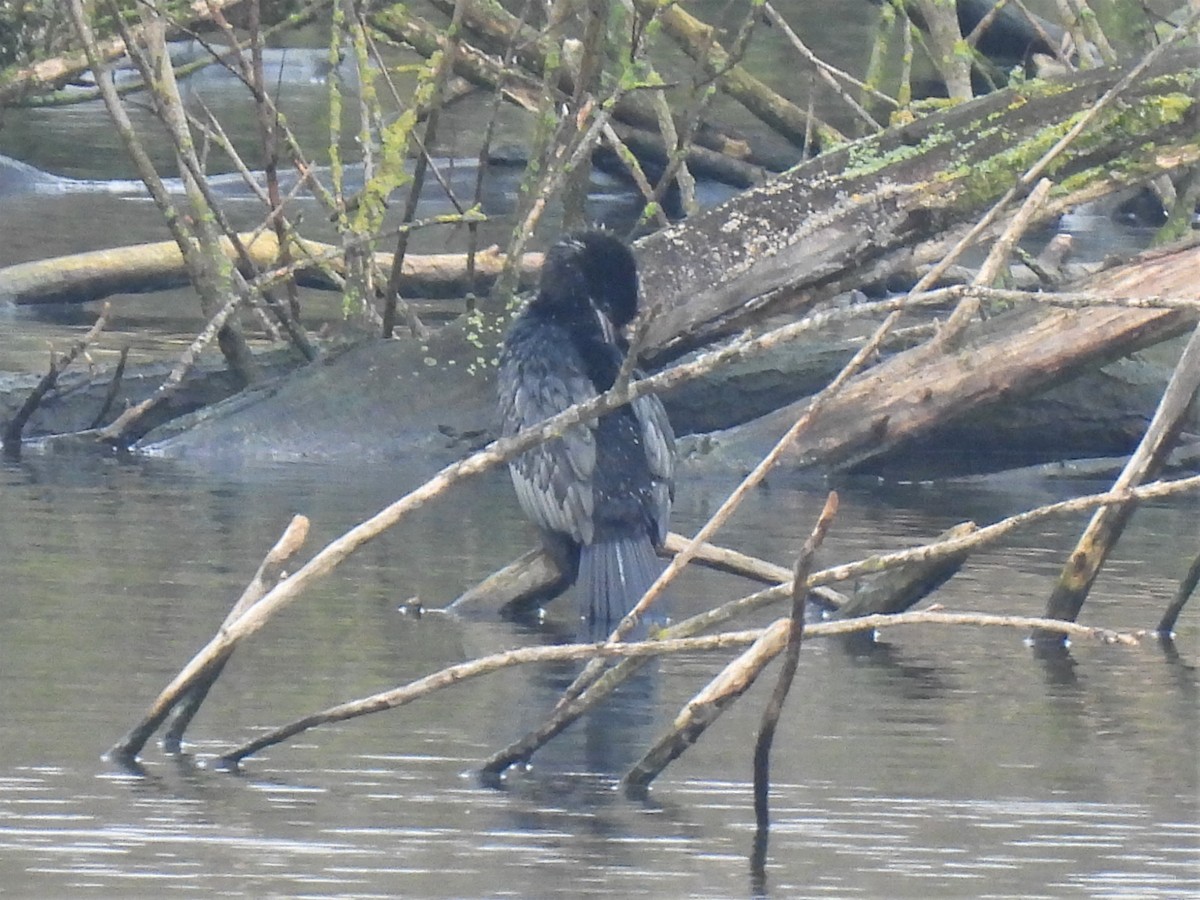Pygmy Cormorant - ML399803811
