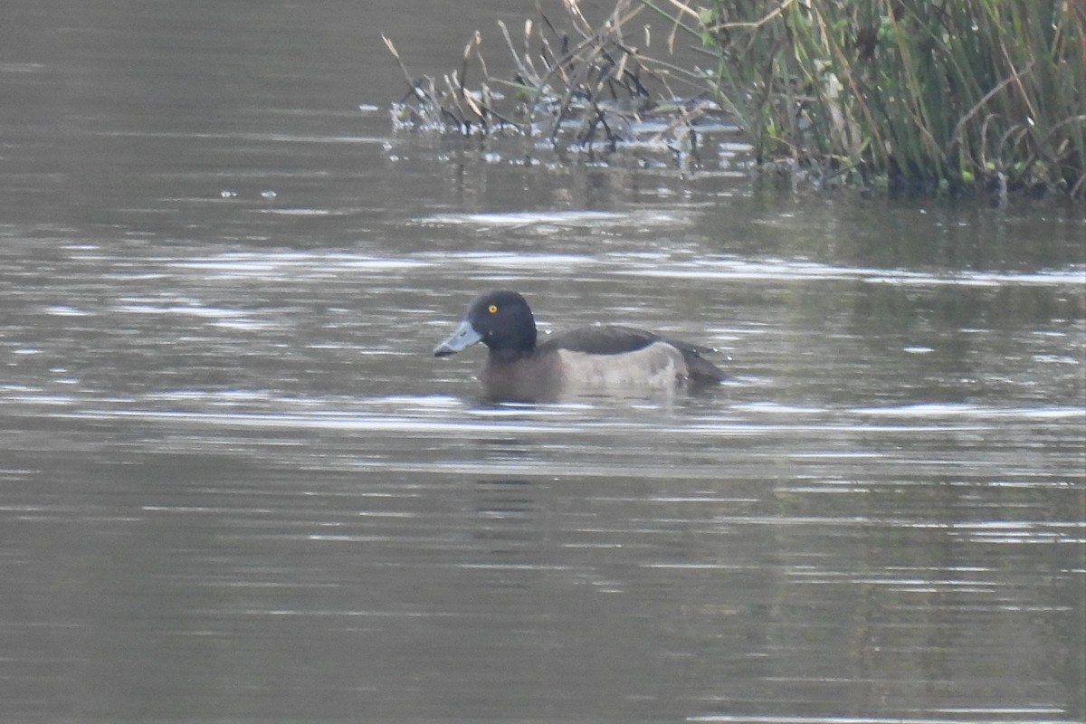 Tufted Duck - ML399804081