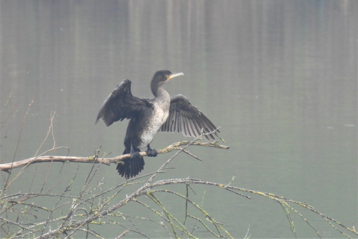 Great Cormorant (Eurasian) - ML399804111