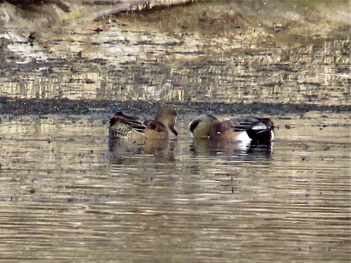 American Wigeon - ML399805941