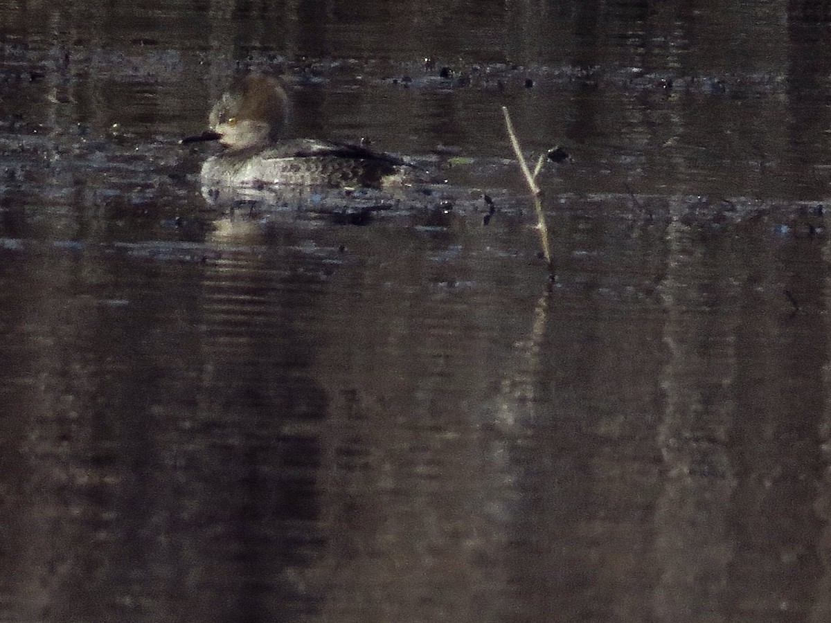 Hooded Merganser - ML399806211