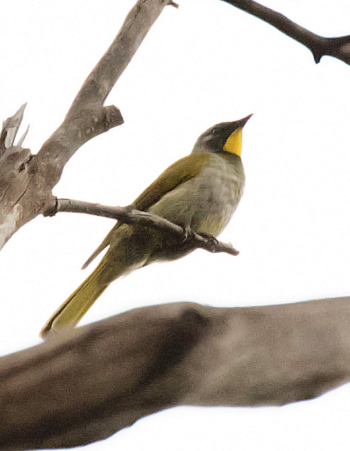 Yellow-throated Honeyeater - ML399806911