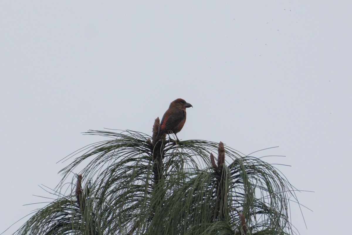 Red Crossbill (Sierra Madre or type 6) - Alán Palacios