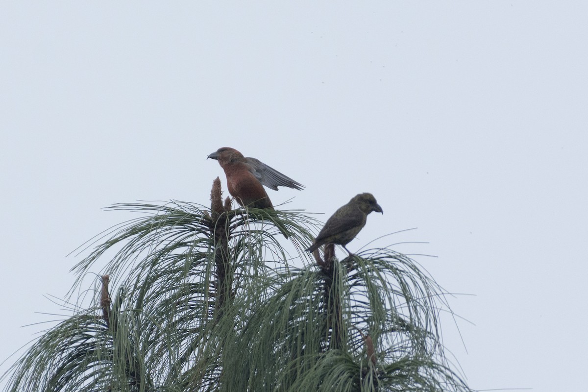 Red Crossbill (Sierra Madre or type 6) - Alán Palacios