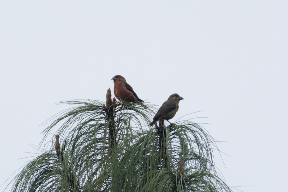 Red Crossbill (Sierra Madre or type 6) - Alán Palacios