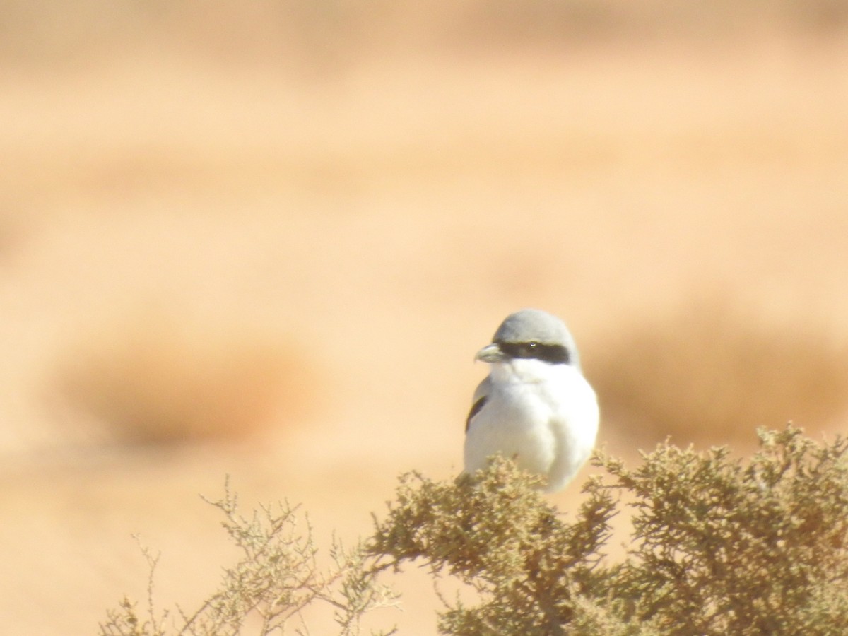 Great Gray Shrike - ML399807821