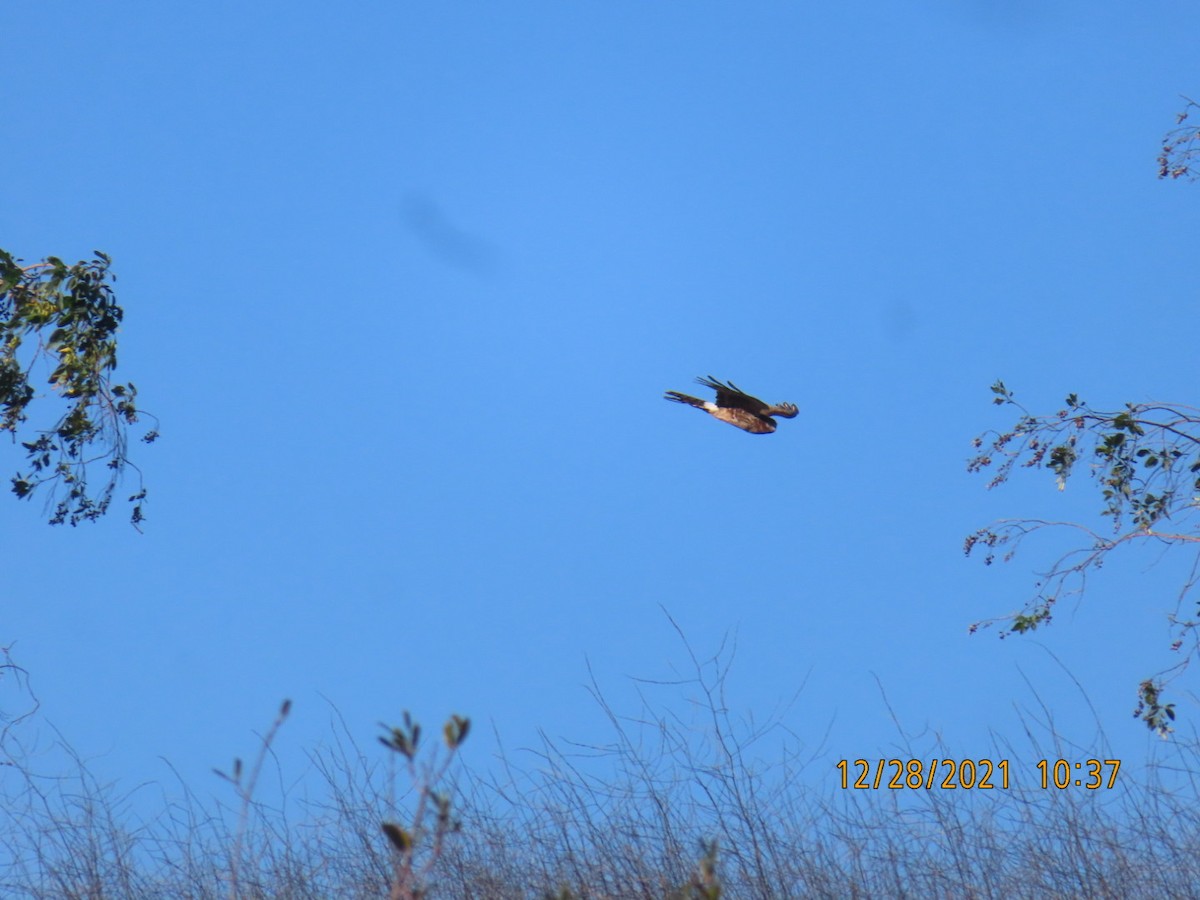 Northern Harrier - ML399808521